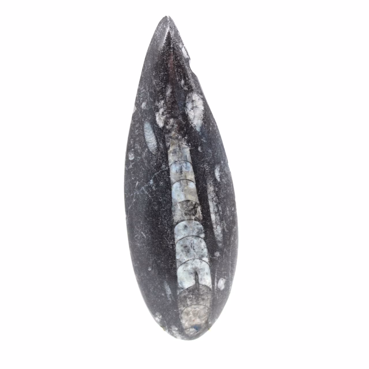 Fossiler Orthoceras aus Marokko