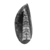 Fossiler Orthoceras - 0