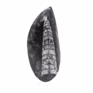 Fossiler Orthoceras