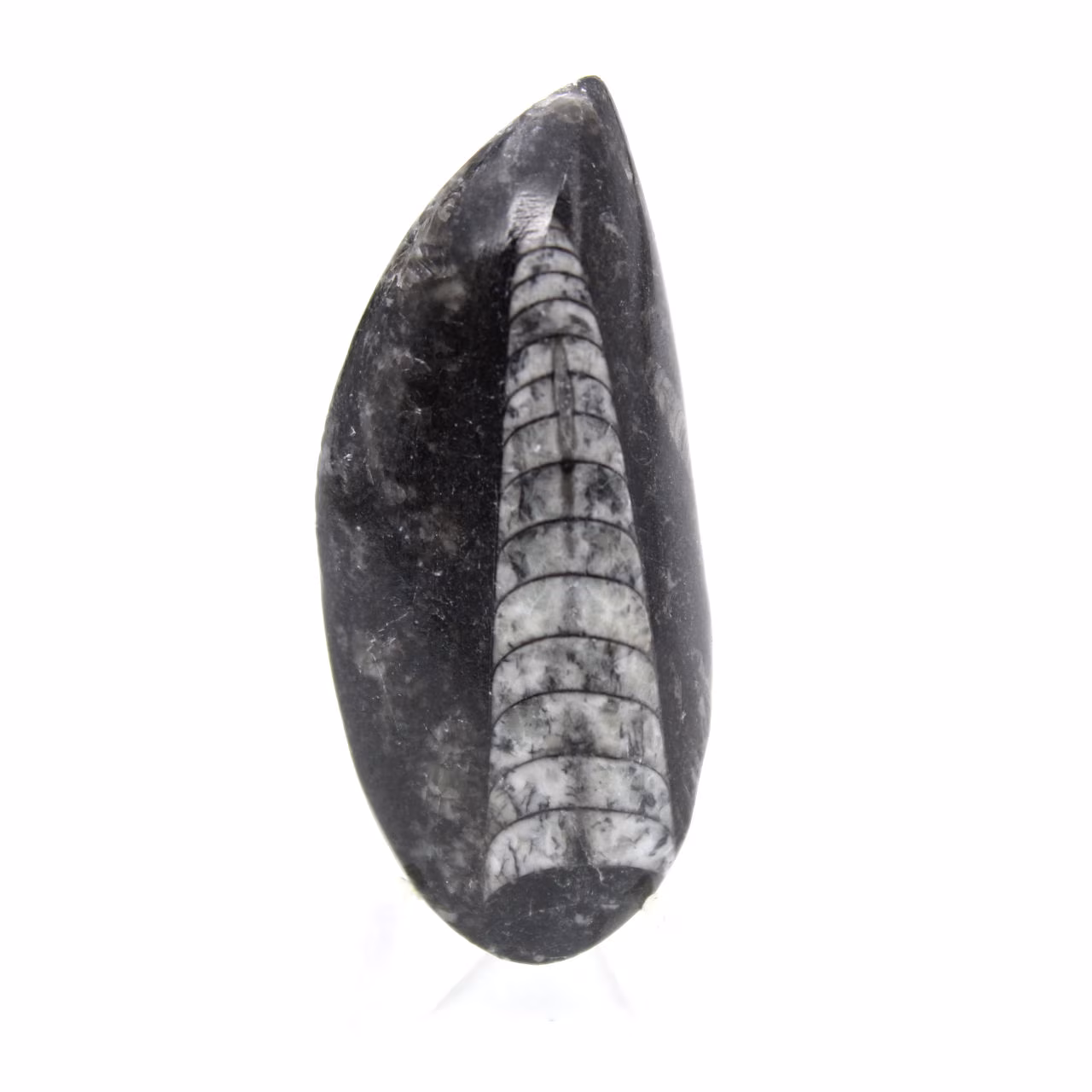Fossiler Orthoceras