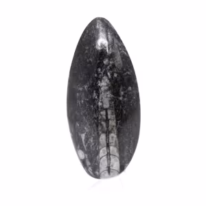 Fossiler Orthoceras