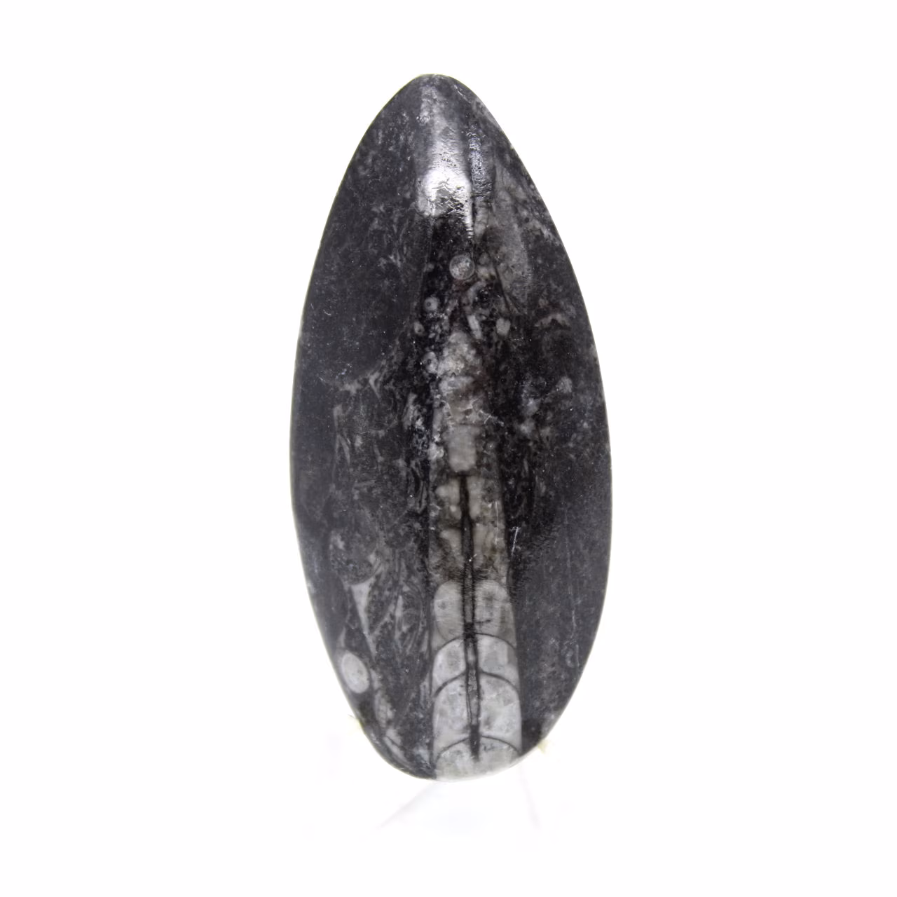 Fossiler Orthoceras