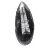 Fossiler Orthoceras aus Marokko - 0