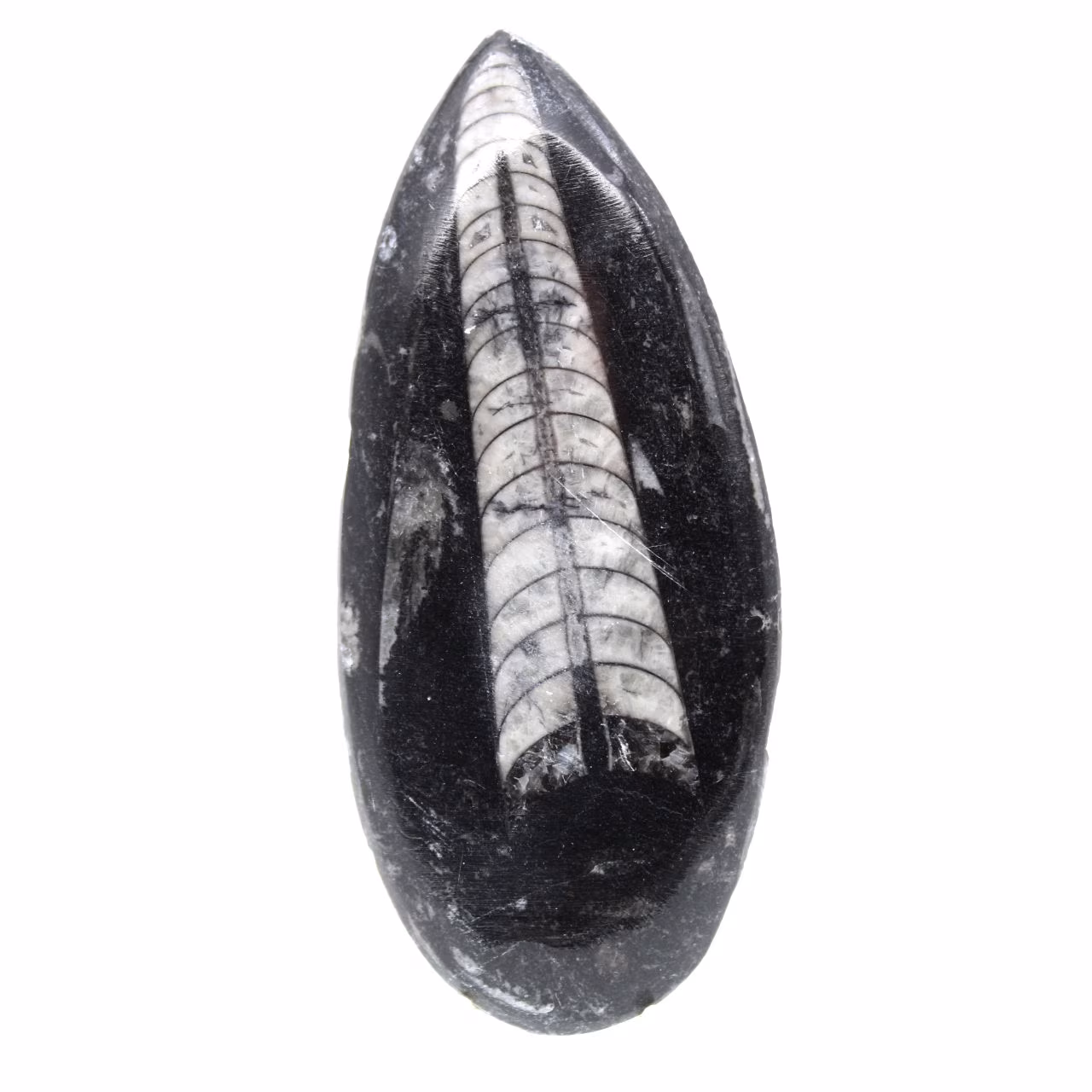 Fossiler Orthoceras aus Marokko