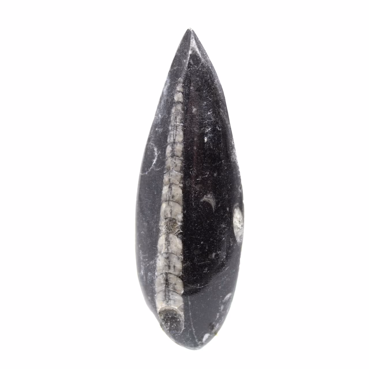 Fossiler Orthoceras