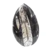 Fossiler Orthoceras aus Marokko - 0