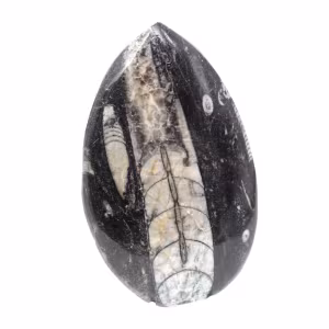 Fossiler Orthoceras aus Marokko