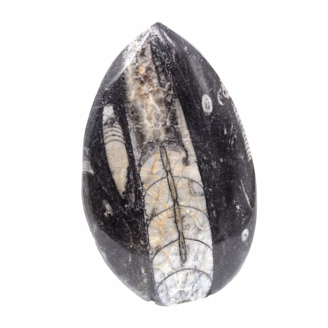 Fossiler Orthoceras aus Marokko