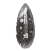 Fossiler Orthoceras - 0