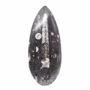 Fossiler Orthoceras