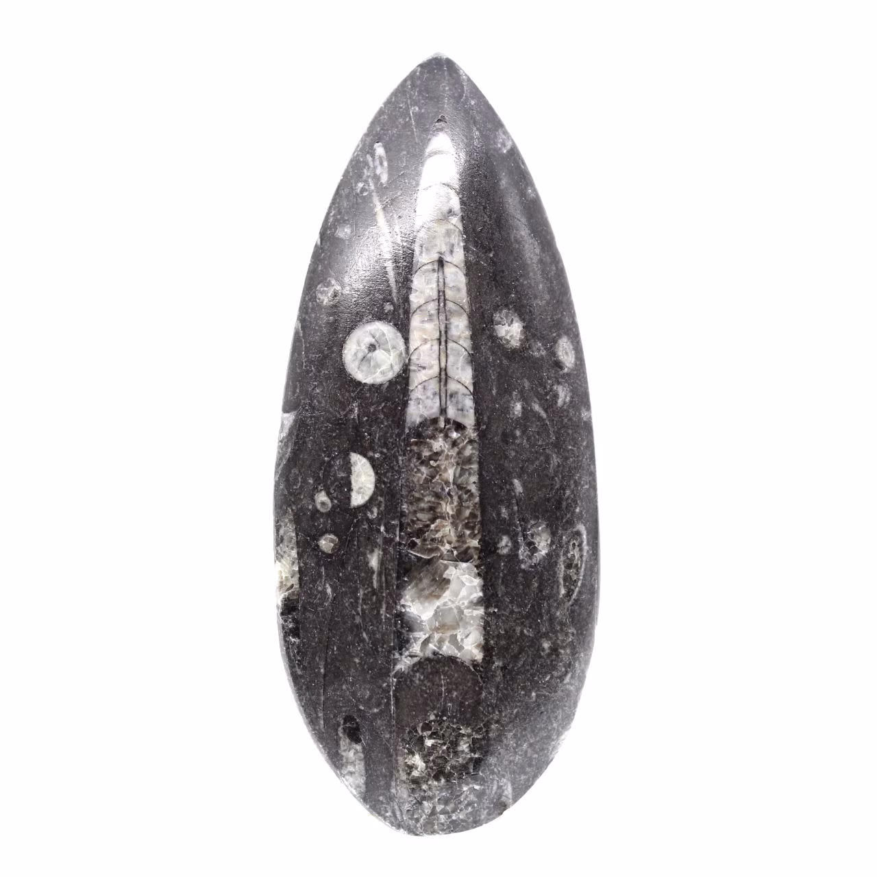 Fossiler Orthoceras