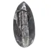 Fossiler Orthoceras aus Marokko - 0