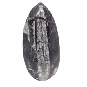 Fossiler Orthoceras aus Marokko