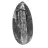 Fossiler Orthoceras aus Marokko