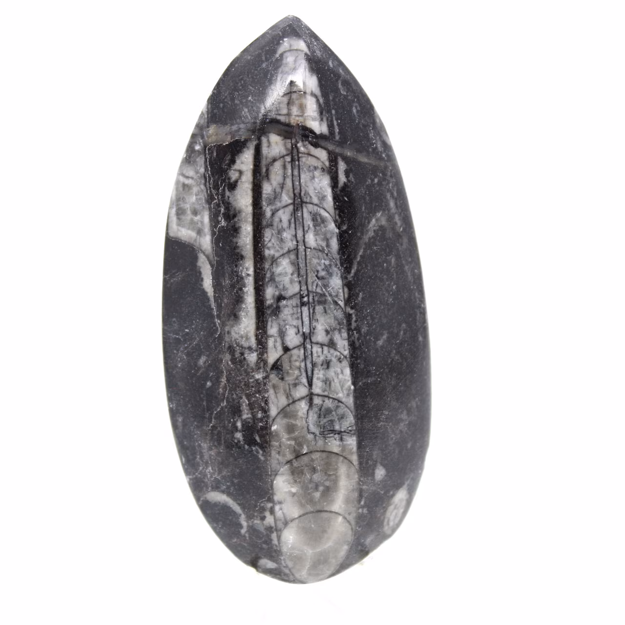 Fossiler Orthoceras aus Marokko