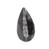 Fossiler Orthoceras - 0