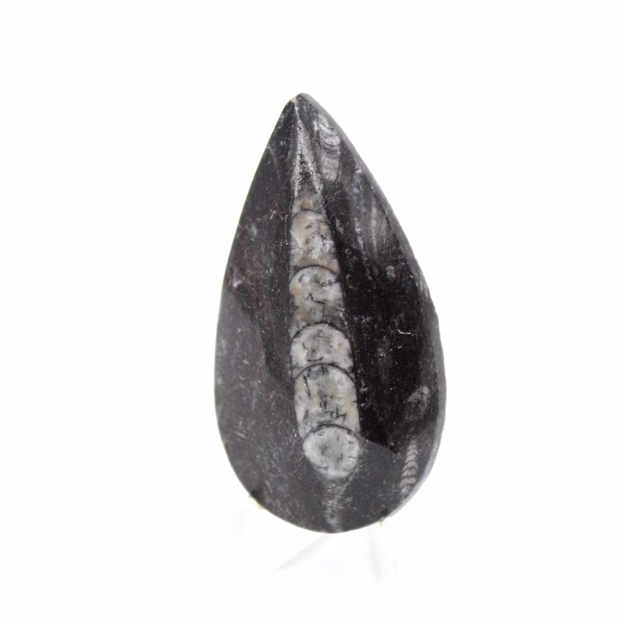 Fossiler Orthoceras