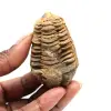 Fossiler Trilobit - 0