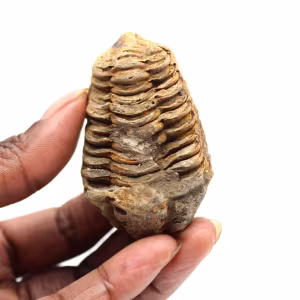 Fossiler Trilobit