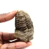 Fossiler Trilobit - 0