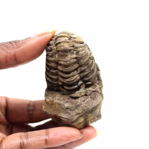 Fossiler Trilobit