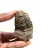 Fossiler Trilobit