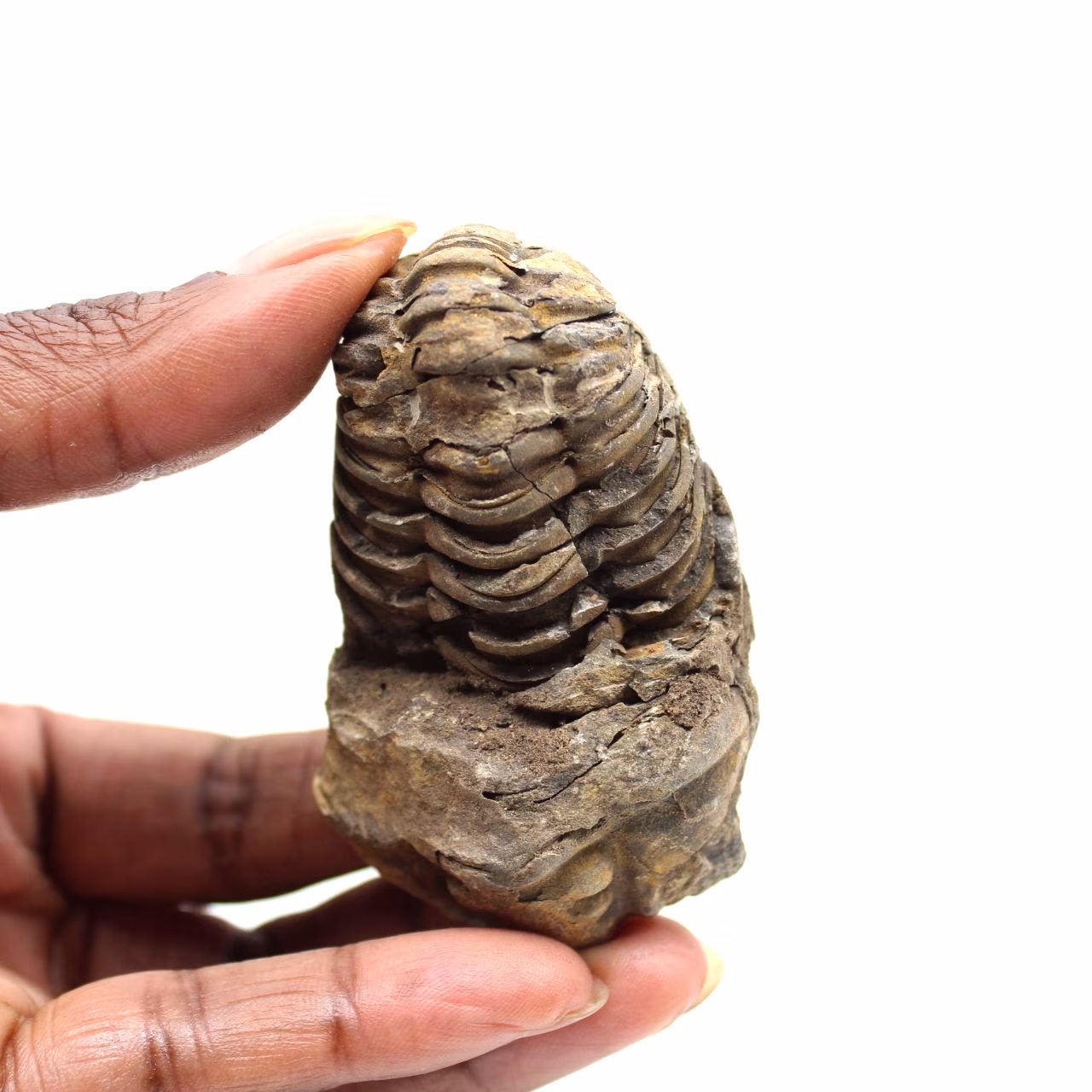 Fossiler Trilobit