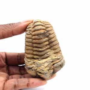 Fossiler Trilobit