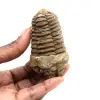 Fossiler Trilobit - 0