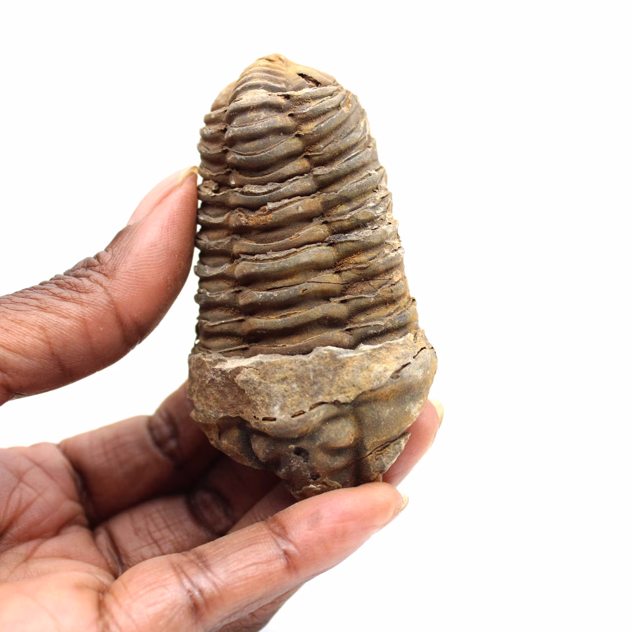 Fossiler Trilobit