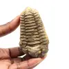 Fossiler Trilobit - 0