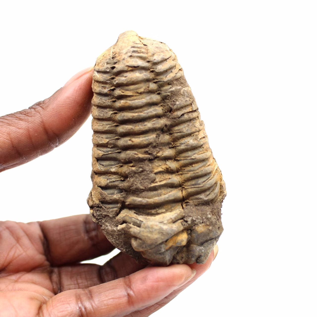Fossiler Trilobit