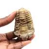 Fossiler Trilobit - 0
