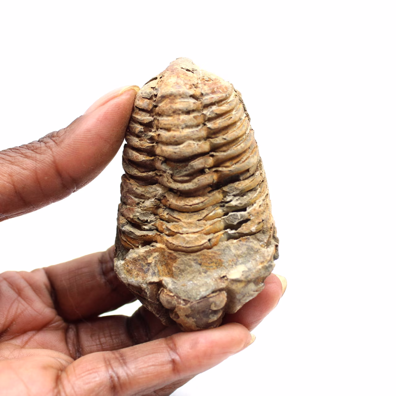 Fossiler Trilobit