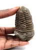 Fossiler Trilobit - 0