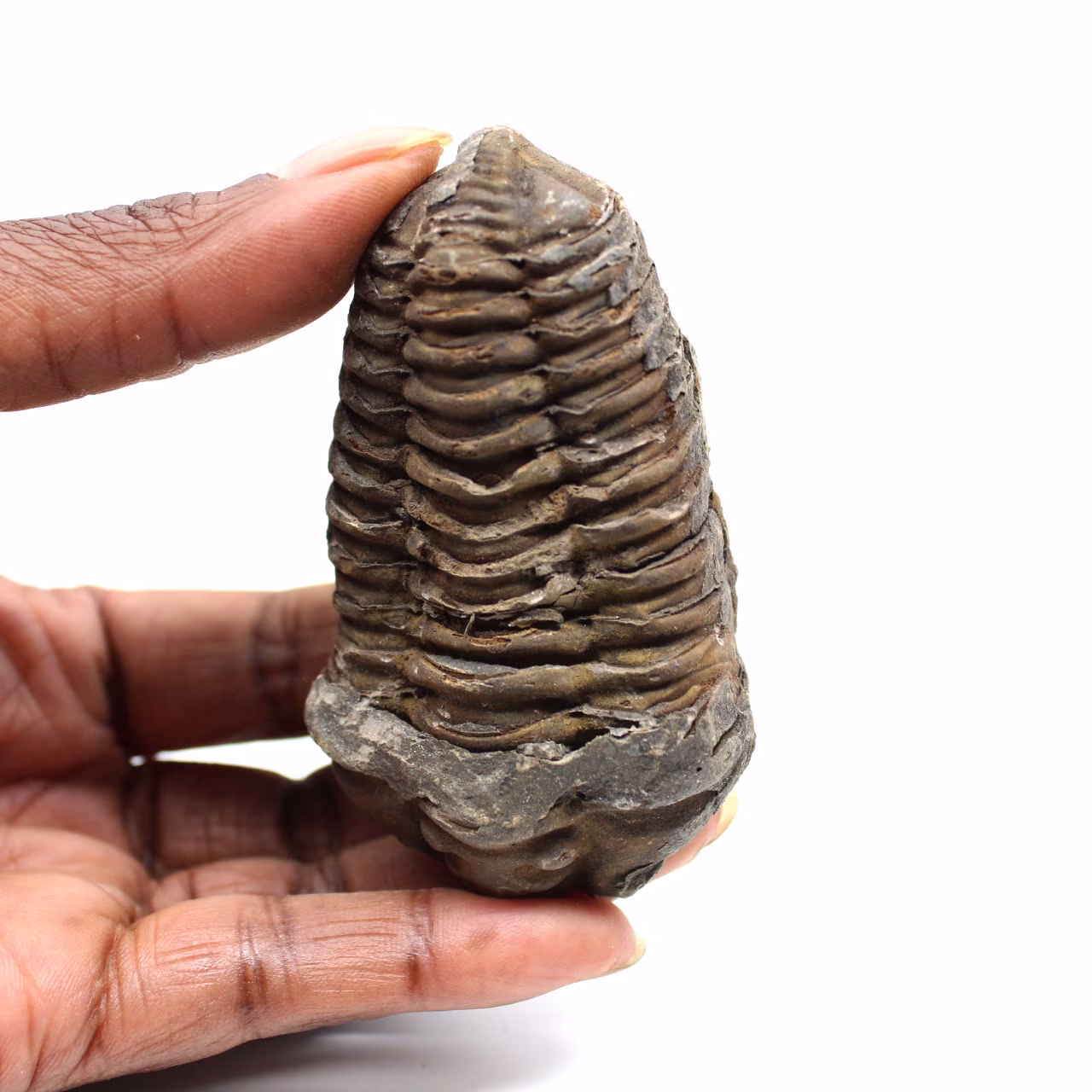 Fossiler Trilobit