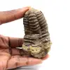 Fossiler Trilobit - 0