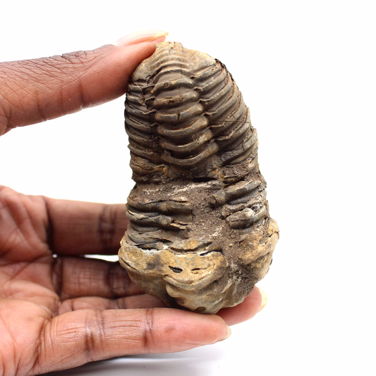 Fossiler Trilobit