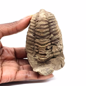 Fossiler Trilobit