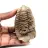 Fossiler Trilobit