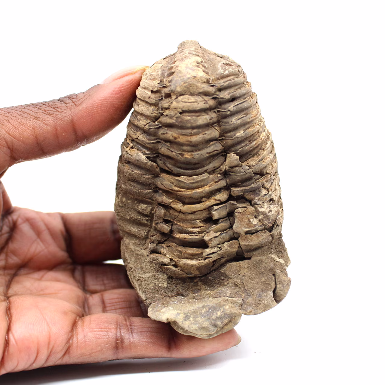 Fossiler Trilobit