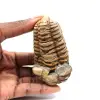Fossiler Trilobit - 0