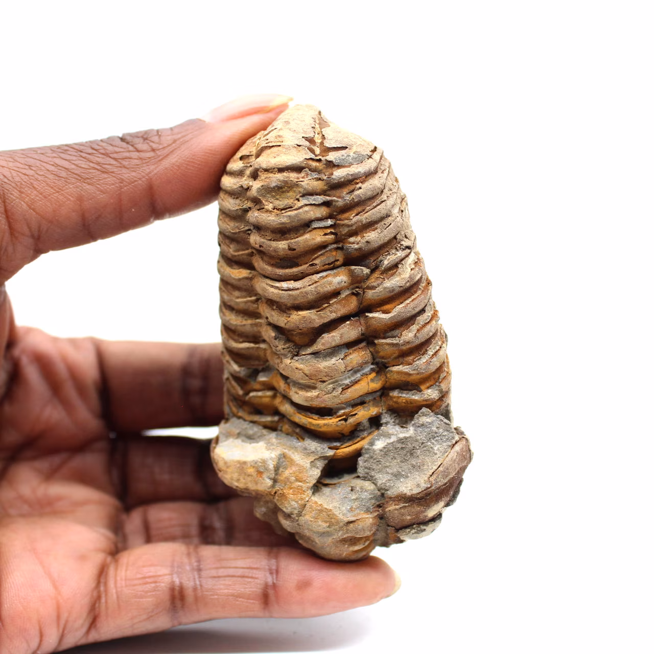 Fossiler Trilobit