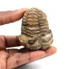 Fossiler Trilobit - 0