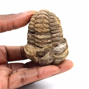 Fossiler Trilobit