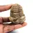 Fossiler Trilobit