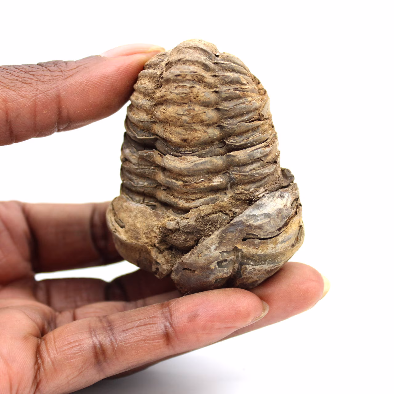 Fossiler Trilobit