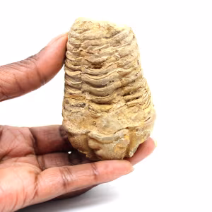 Fossiler Trilobit