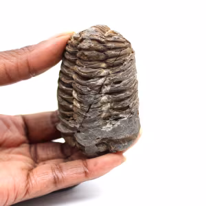 Fossiler Trilobit