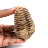 Fossiler Trilobit - 0